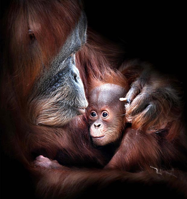 Ảnh đẹp động vật trong tuần ảnh 5 Orangutan Maimunah holds her baby, Dewi, at Melbourne Zoo in Melbourne, Australia