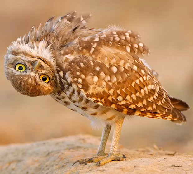 Ảnh đẹp động vật trong tuần