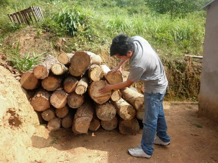 Quảng Nam: Rừng phòng hộ bị lâm tặc ngang nhiên chặt phá