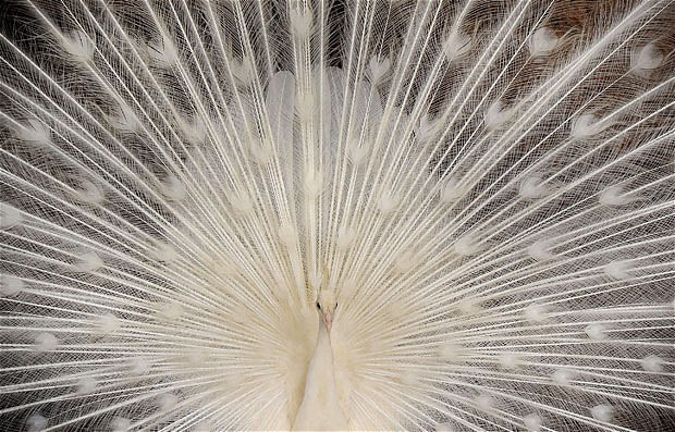 Ảnh đẹp động vật trong tuần ảnh 8 A white peacock opens its feathers at the Nehru Zoological Park in Hyderabad. The peacock is the national bird of India and the white peacock is often mistaken for an albino, but it is in fact a recessive mutation.