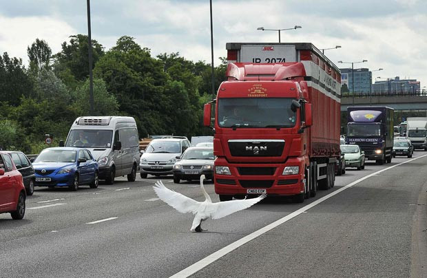 Ảnh đẹp động vật trong tuần ảnh 7 A swan held up traffic near junction 3 of the M4 motorway, west of London