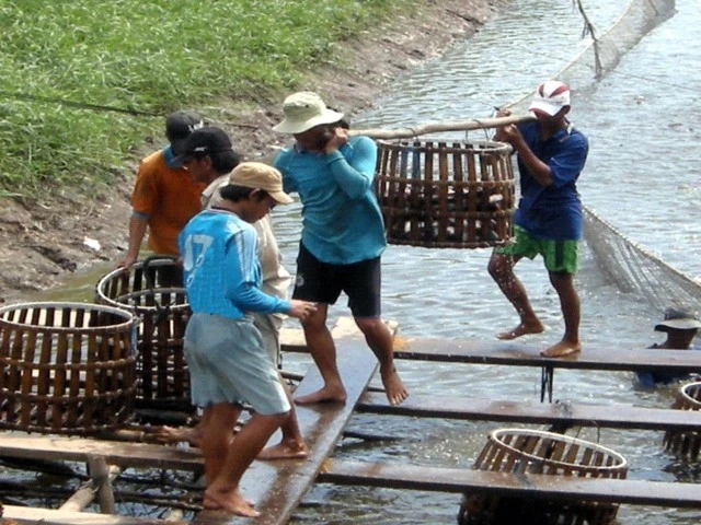 Nông dân cần bình tĩnh trước giá cá tra tuột dốc