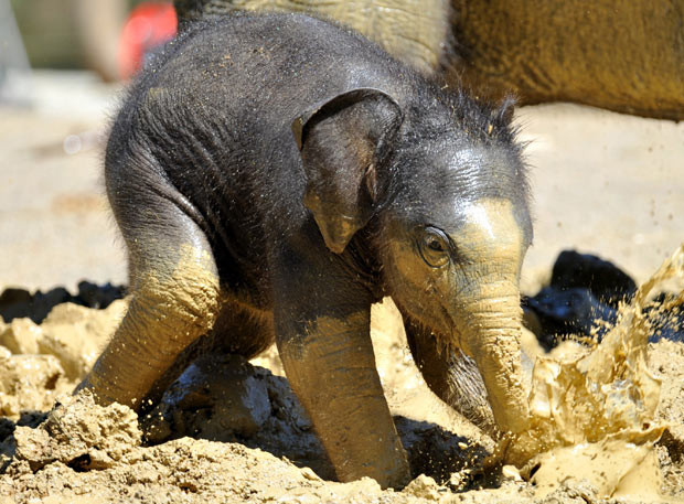 A three-week-old baby elephant plays in the mud in its compound at the zoo in Munich, southern Germany