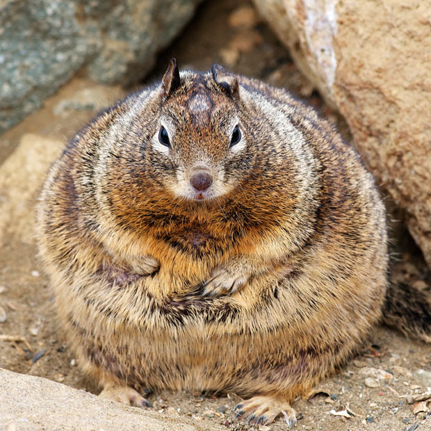 Ảnh đẹp động vật trong tuần ảnh 1 This fat California ground squirrel has ballooned to twice its size after tourists repeatedly fed it nuts in the park where she lives. Marina van der Linden photographed the chubby creature in the Morro Rock State Preserve, California. Marina, from Los Angeles, said: