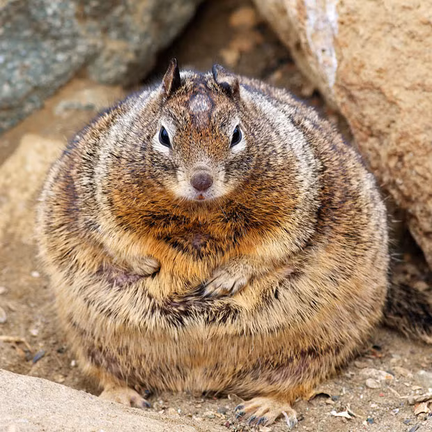This fat California ground squirrel has ballooned to twice its size after tourists repeatedly fed it nuts in the park where she lives. Marina van der Linden photographed the chubby creature in the Morro Rock State Preserve, California. Marina, from Los Angeles, said: 
