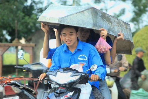 SV, thanh niên thủ đô xuống đồng cứu lúa