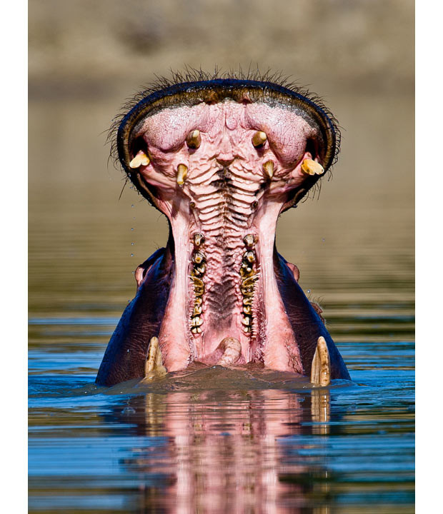 A hippo gives a close and personal view of the inside of its mouth as it appears to let out an almighty yawn. Photographer Gorazd Golob took the shot in Kruger Park, South Africa