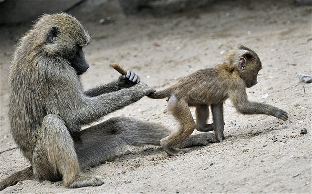 Ảnh đẹp động vật trong tuần ảnh 4 An adult baboon holds onto the tail of a wandering young baboon at the Zoom zoo in Gelsenkirchen, western Germany