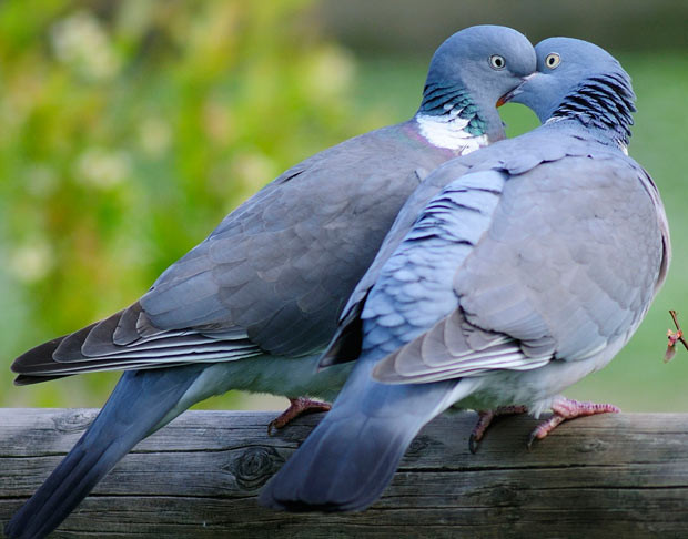 Những hình ảnh ấn tượng trong tuần ảnh 1 These amorous wood pigeons get lovey dovey as one gives the other a peck on the beak. The love birds have an involved mating ritual, and the male even slaps the female about the head and body with his wings. Wildlife photographer Colin Varndell snapped the pair at Slimbridge Wildfowl and Wetland Trust in Gloucestershire.