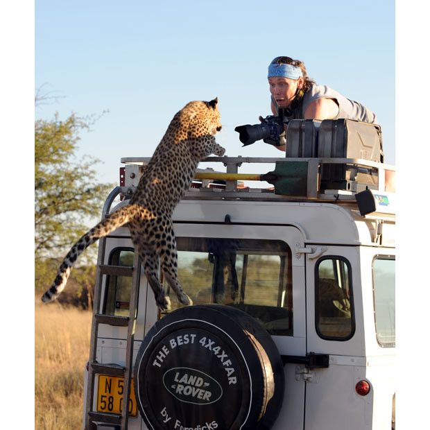 A leopard leaps onto a Land Rover for his big close up. Sergey Kotelnikov was shocked when this overly camera-friendly young leopard jumped onto the roof of his vehicle in Namibia, close to the border with Botswana. Sergey Ivanov, who snapped the photo from an adjacent vehicle, said: 