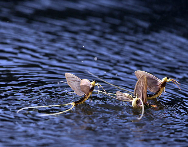 Ảnh đẹp động vật trong tuần ảnh 6 Long-tailed mayflies (Palingenia longicauda) dance around each other in large groups on the surface of the Tisza river in Hungary. The larvae live under water for three years, and then millions of these short-lived mayflies engage in a frantic rush to mate and reproduce before they perish in just a few hours during ’Tiszaviragzas’ or Tisza blooming season from late spring to early summer every year.
