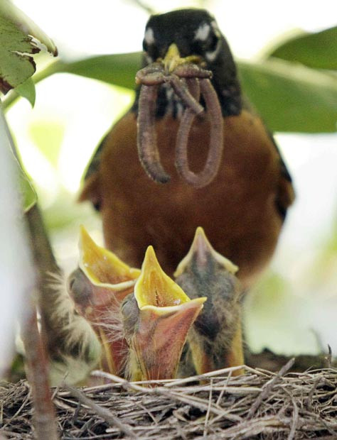 Một chú chim két tha mồi về cho con ở North Andover, Mỹ A robin delivers a mouthful of worms to a nest full of its baby birds in North Andover, Mass