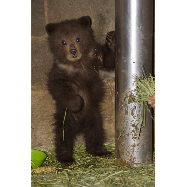 Pandora, an orphaned brown bear cub from Angoon, Alaska, stands up next to a post at the Fortress of the Bear bear sanctuary in Sitka, Alaska, before being flown to a Montana bear sanctuary 