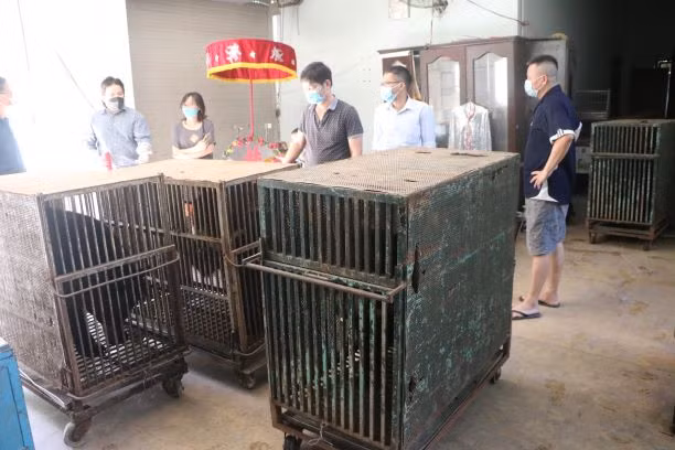 Đây là lần thứ hai Tổ chức Động vật Châu Á cứu hộ gấu từ Rạp xiếc Trung Ương Hà Nội.