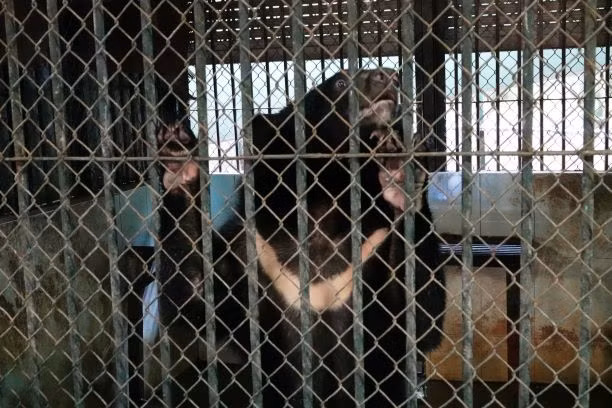 Tại rạp xiếc mỗi hai cá thể được ghép trong một chuồng nuôi.