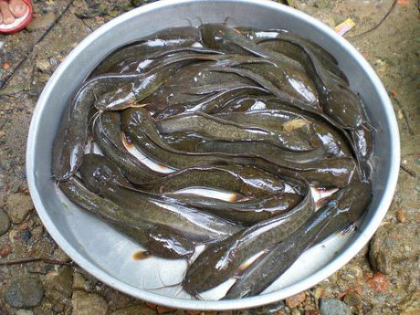 Cách làm sạch cá trê để có món cá kho ngon đúng vị - Ảnh 1 Cach lam sach ca tre de co mon ca kho ngon dung vi - Anh 1