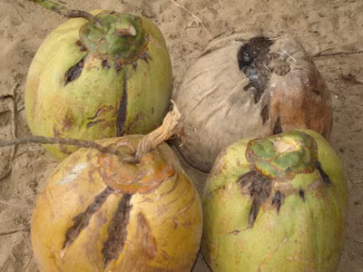 Cach dung qua dua diec chua benh it nguoi biet - Anh 1