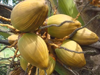 Cach dung qua dua diec chua benh it nguoi biet - Anh 2