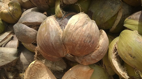 Cách dùng quả dừa điếc chữa bệnh ít người biết - Ảnh 7 Cach dung qua dua diec chua benh it nguoi biet - Anh 7