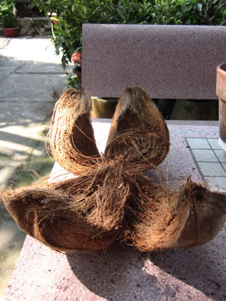 Cách dùng quả dừa điếc chữa bệnh ít người biết - Ảnh 5 Cach dung qua dua diec chua benh it nguoi biet - Anh 5