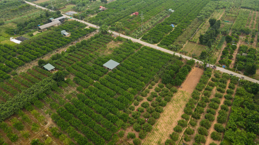 Mùa dâu tằm thường kéo dài từ cuối tháng 2 âm lịch đến giữa tháng 4 âm lịch.
