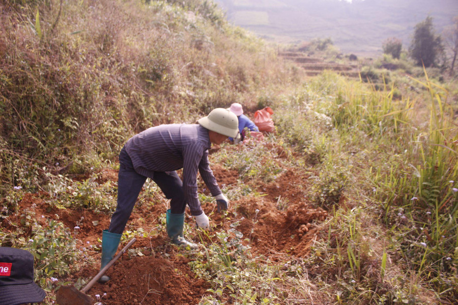 Bà con bản Mít Nọi, xã Hố Mít (huyện Tân Uyên) thu hoạch khoai sọ.