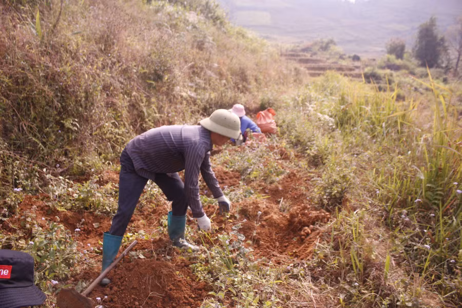 Bà con bản Mít Nọi, xã Hố Mít (huyện Tân Uyên) thu hoạch khoai sọ.