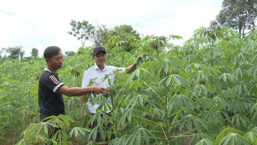 Tại xã Thanh, hiện có hơn 20 hộ gia đình tham gia “Câu lạc bộ 100 triệu”. Anh Hồ Văn Pường lúc tham gia CLB là thành viên trẻ nhất.