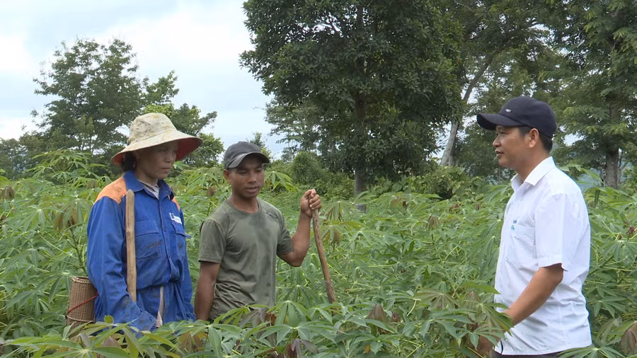 Gia đình chị Hồ Thị Hương và Hồ Văn Xum có thu nhập mỗi năm đạt 200 triệu đồng nhờ cây sắn.