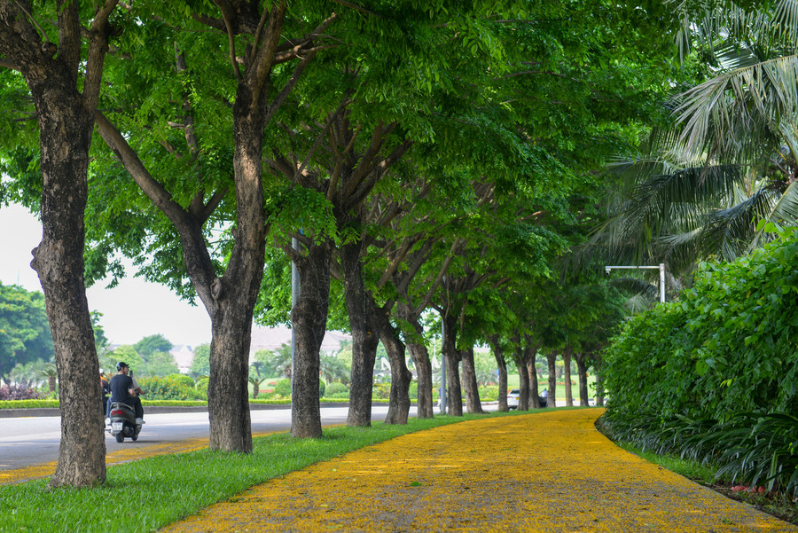Hoa giáng hương không chỉ có màu sắc bắt mắt mà còn có hương thơm nhẹ. Hoa giáng hương không chỉ có màu sắc bắt mắt mà còn có hương thơm nhẹ.