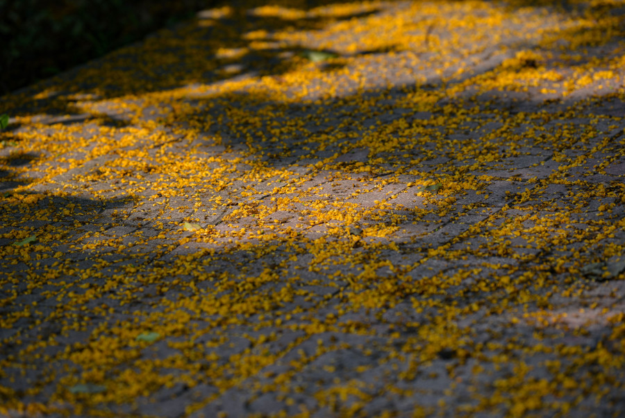 Khi chuyển gió, hương thơm của hoa thoang thoảng, len lỏi vào khứu giác của người đi đường. Khi chuyển gió, hương thơm của hoa thoang thoảng, len lỏi vào khứu giác của người đi đường.