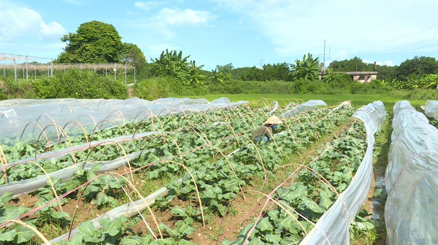 Vườn rau xanh góp phần tăng thu nhập cho người dân ở xã Đông Hải. Vườn rau xanh góp phần tăng thu nhập cho người dân ở xã Đông Hải.