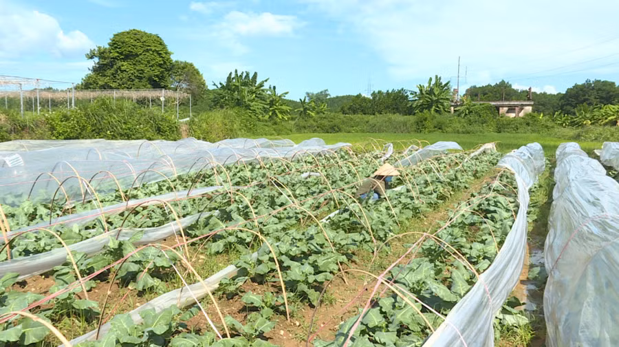 Vườn rau xanh góp phần tăng thu nhập cho người dân ở xã Đông Hải.