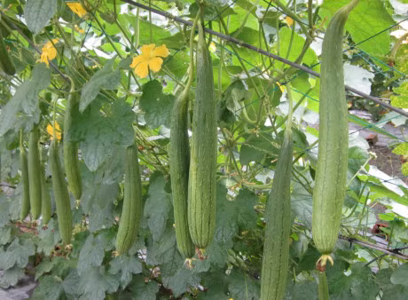 Cach dung la muop huong chua benh cuc tot - Anh 8