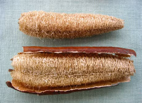 Cach dung la muop huong chua benh cuc tot - Anh 10