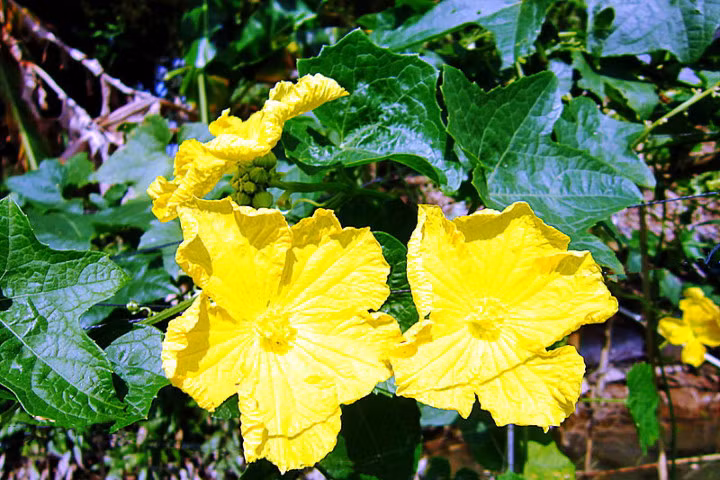 Cách dùng lá mướp hương chữa bệnh cực tốt