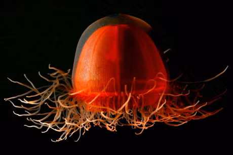 Top 10 loai sua dep nhat the gioi - Anh 8