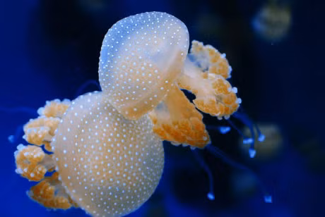 Top 10 loai sua dep nhat the gioi - Anh 3