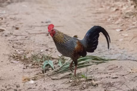 Bo long cuc doc cua giong ga dac huu An Do - Anh 12