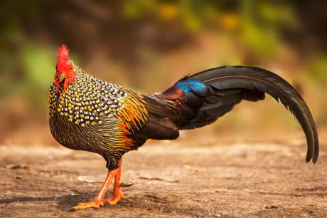 Bo long cuc doc cua giong ga dac huu An Do - Anh 16