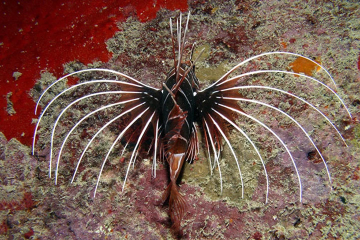 Ngắm bộ vây cực "độc" của cá Pterois Radiata