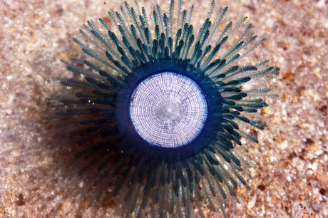 Top 10 loai sua dep nhat the gioi - Anh 9