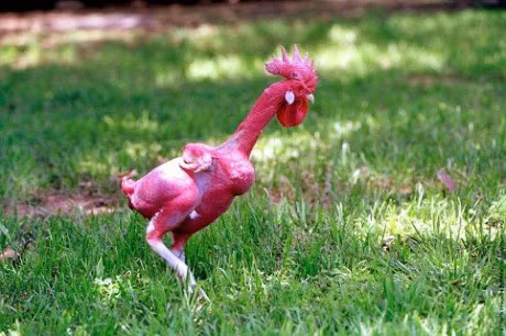 Nhung dieu la trong the gioi ga - Anh 1