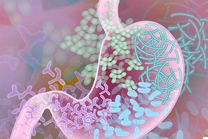 Vi khuẩn đường ruột có ảnh hưởng lớn tới đồng hồ sinh học của cơ thể