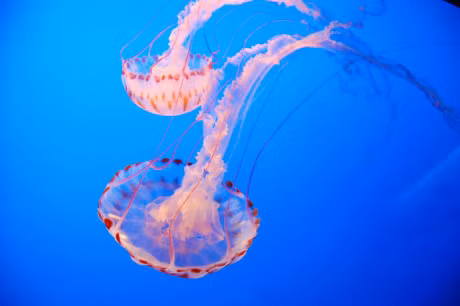 Top 10 loai sua dep nhat the gioi - Anh 4