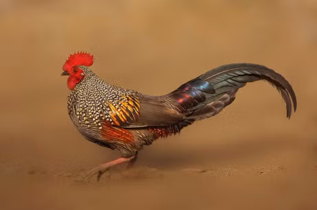 Bo long cuc doc cua giong ga dac huu An Do - Anh 2