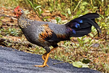 Bo long cuc doc cua giong ga dac huu An Do - Anh 14