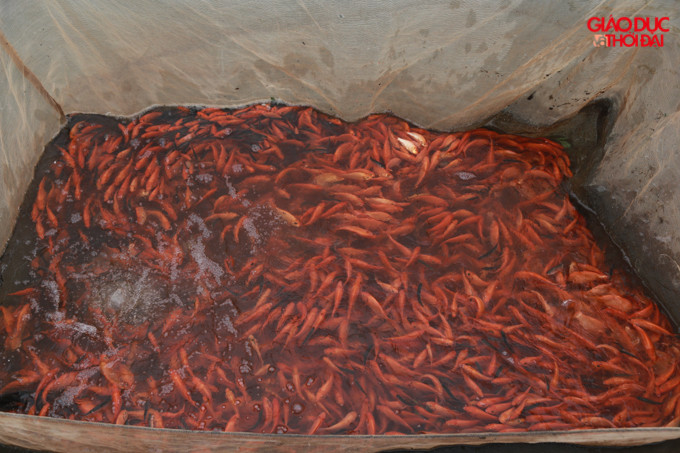 Nghề nuôi cá phát triển đem lại hiệu quả kinh tế cao cho hàng trăm các hộ gia đình trong làng Thủy Trầm.