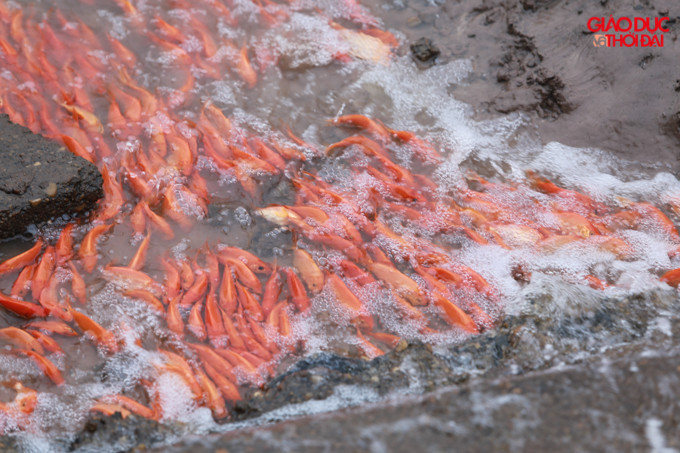 Càng đến gần ngày 23 tháng Chạp, hàng trăm hộ dân ở làng Thủy Trầm lại tất bật xuống hút ao, thu hoạch cá để xuất đi bán phục vụ nhu cầu người dân.