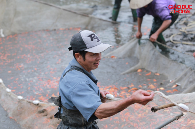 Anh Nguyễn Huy Luận, chủ một hộ nuôi cá chép đỏ tại đây cho biết, việc nuôi cá năm nay rất thuận lợi, thời tiết ủng hộ nhưng dễ bị mất giá do loài này dễ nuôi, nguồn cung ứng ra thị trường nhiều.